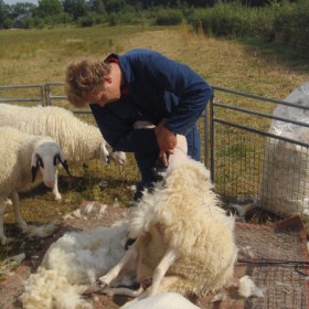 Schaap wordt geschoren