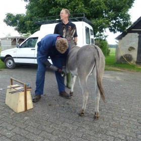Pony wordt bekapt