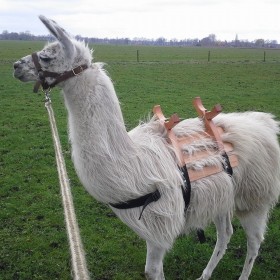 Alpaca wordt geschoren
